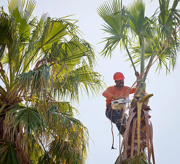 Best Tree Clearing Services  in Bull Shoals, AR